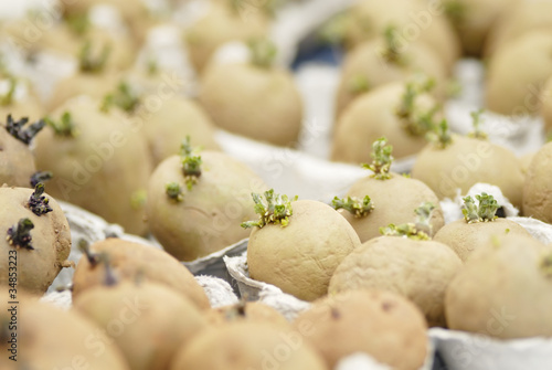 Tableau sur toile 3Six potatoes chitting.