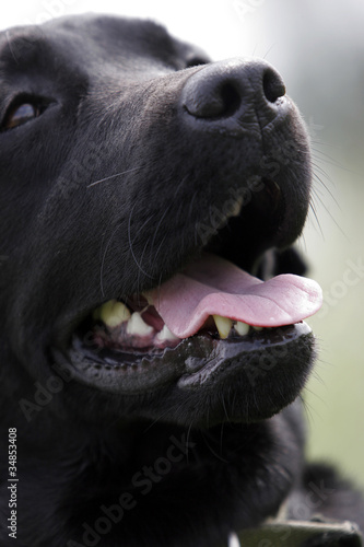LABRADOR, macro