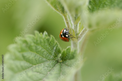 One ladybird climbing foliage.