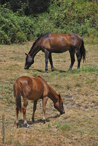 Horses eating grass