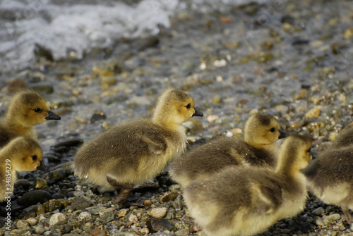 Baby wild duckling © Happy Hues