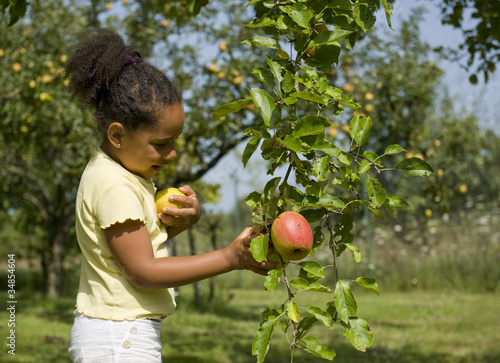 Cueillette des pommes