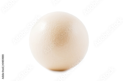 one ostrich egg