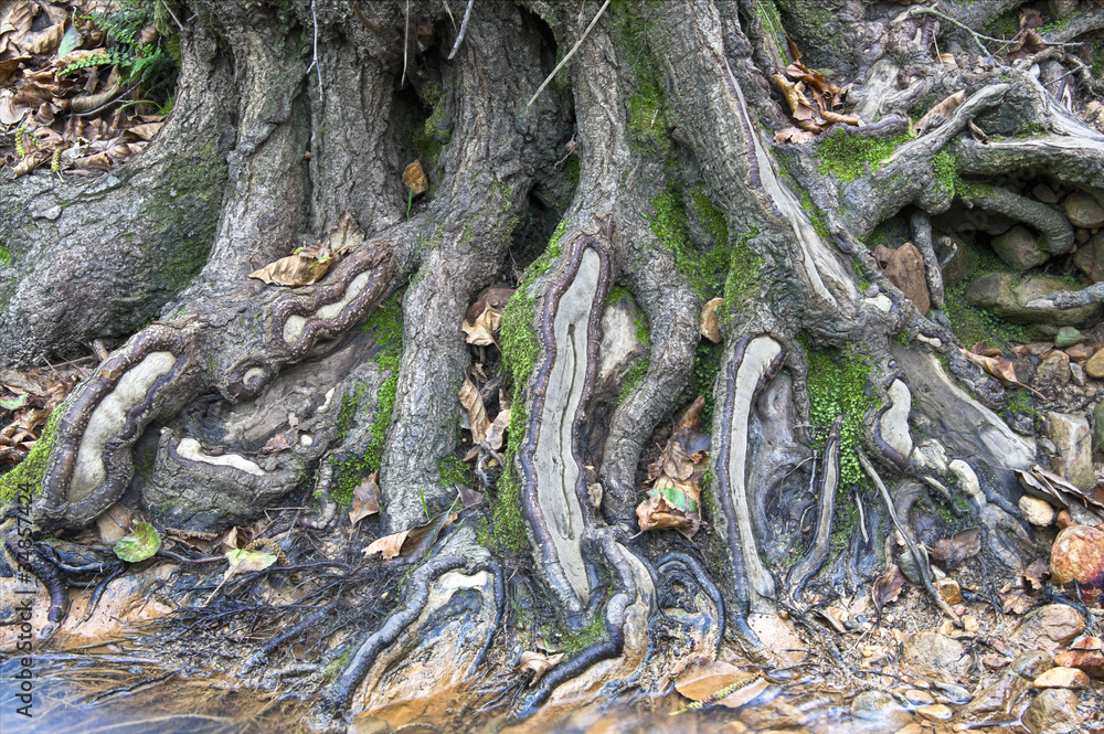 Las raices del otoño.