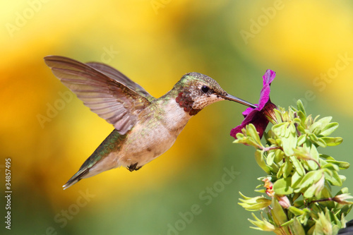 Juvenile Ruby-throated Hummingbird (archilochus colubris) #34857495