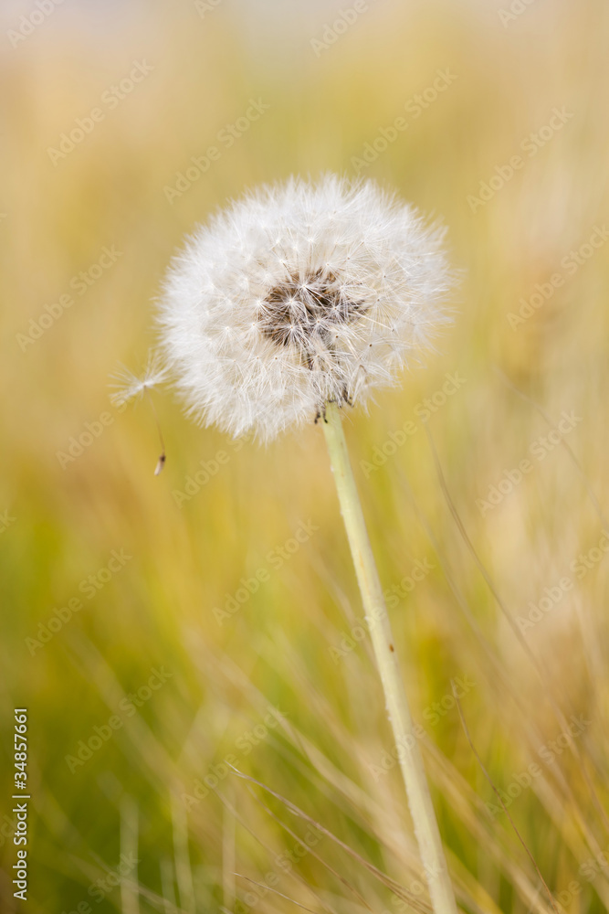 Dandelion spores