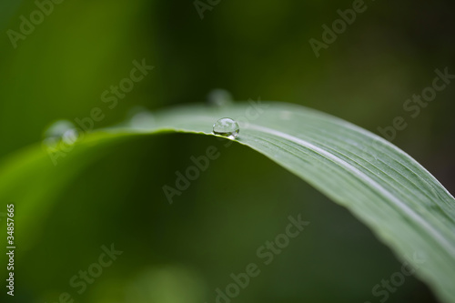 Droplet on top of a blade of grass