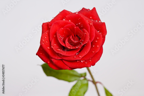 rose with water drops