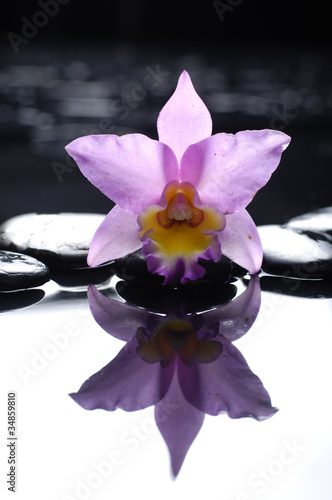 Spa still life with pink orchid and stones reflection