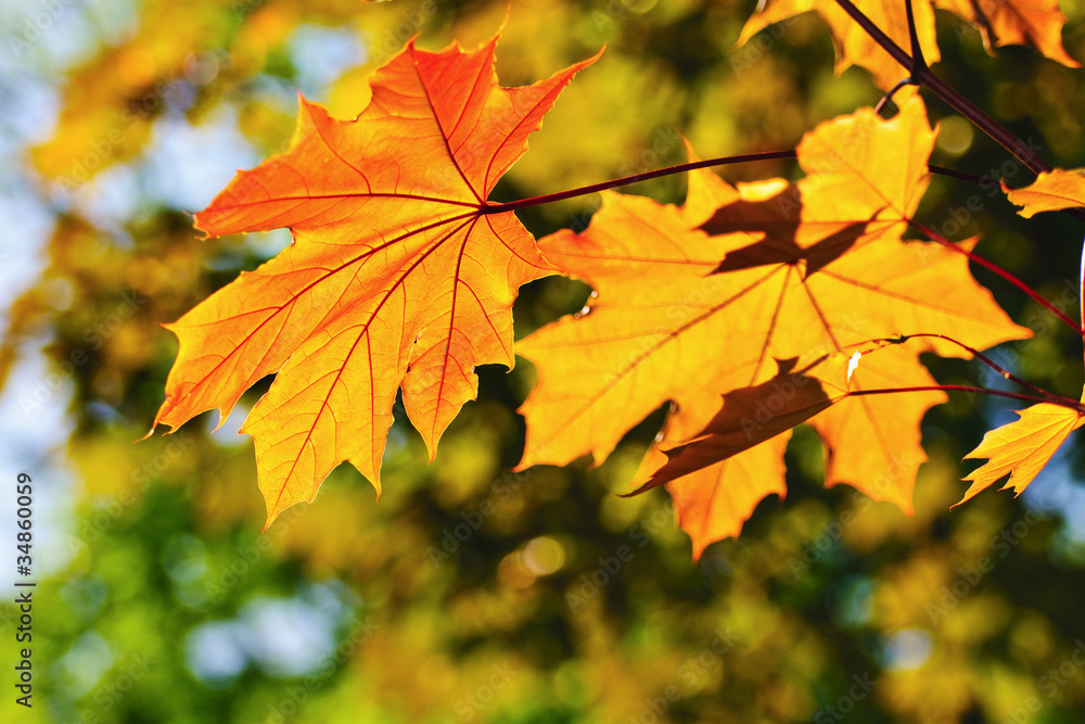 Obraz premium Autumn leaves