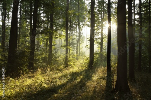 Fototapeta Naklejka Na Ścianę i Meble -  Landscape of deciduous forest on a foggy spring morning