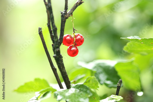 Canvas Print redcurrant berry on the branch