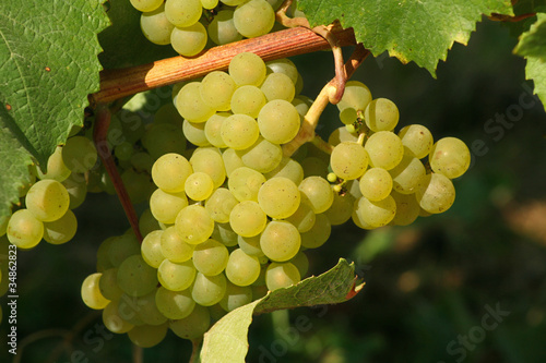 Tableau sur toile grappe de raisins blancs