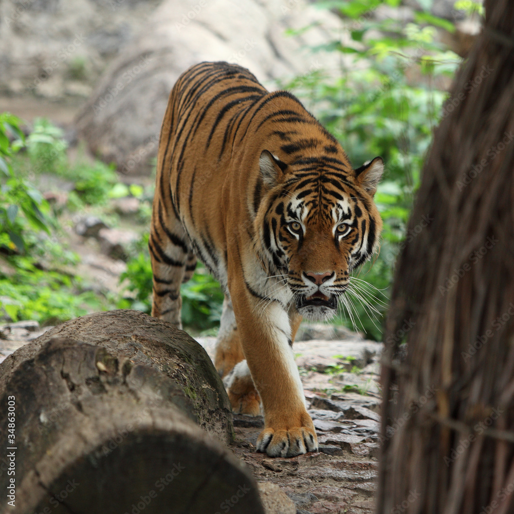 Fototapeta premium Tiger