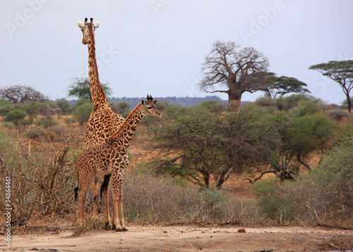 Giraffen in Afrika  wild 