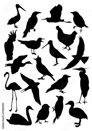 Fototapeta Naklejka Na Ścianę i Meble -  Silhouettes of birds
