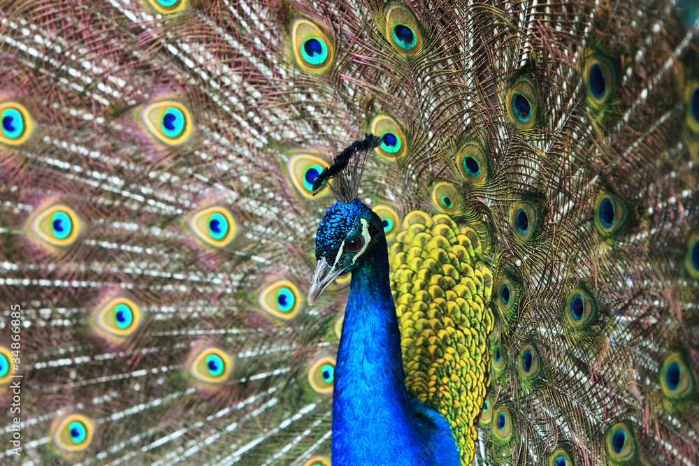 Obraz premium Portrait of a beautiful peacock