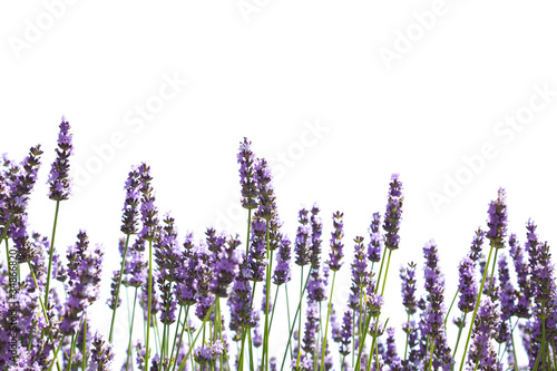 Purple lavender flowers