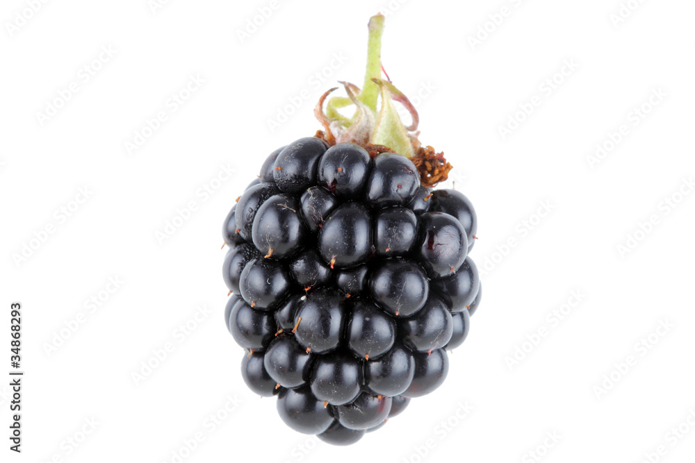 Fototapeta premium blackberry