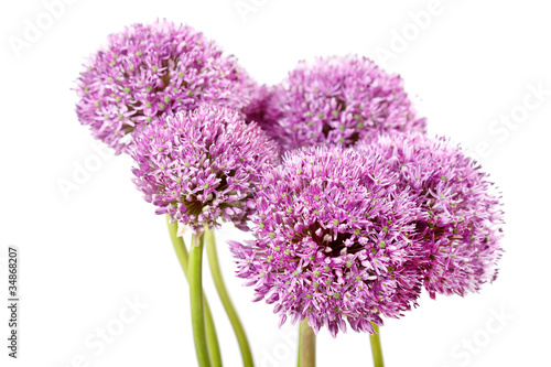 Fototapeta Naklejka Na Ścianę i Meble -  beautiful flowers