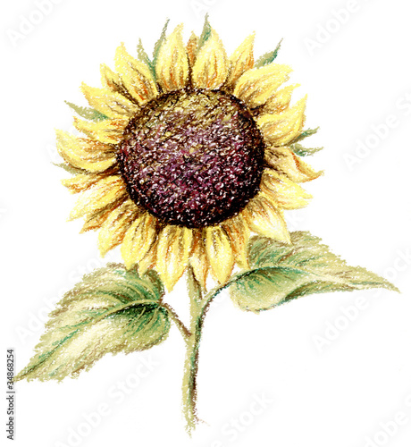 Picture, pastel, sunflower