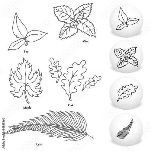 Leaf Drawing Set