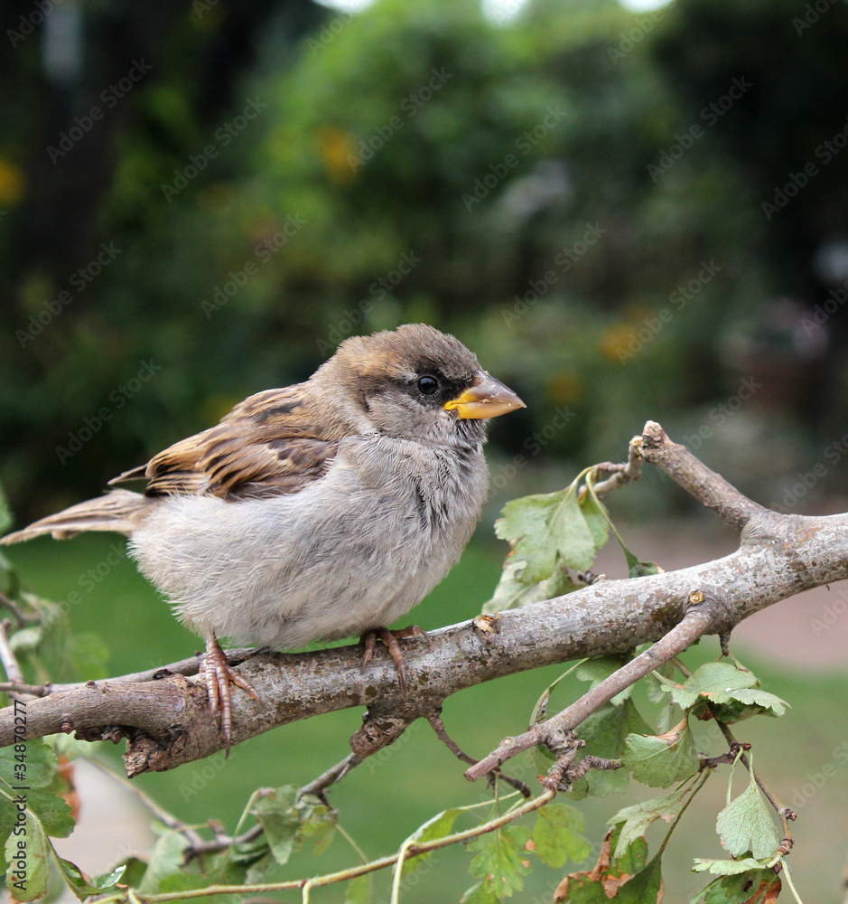 House sparrow House sparrow
