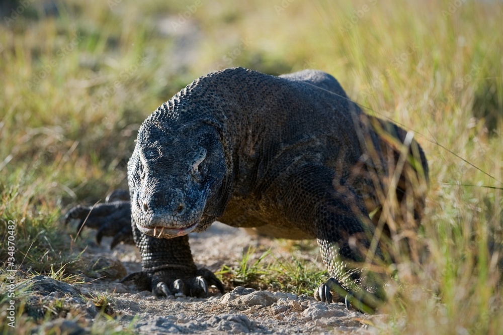 Fototapeta premium Comodo dragon comes.