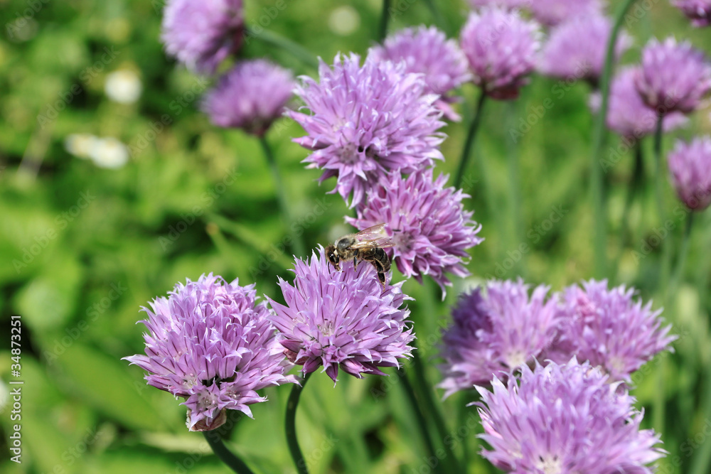 Chives Chives