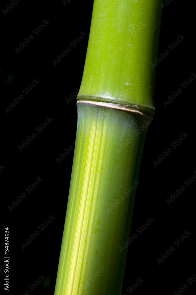 Obraz premium Morceau de bambou