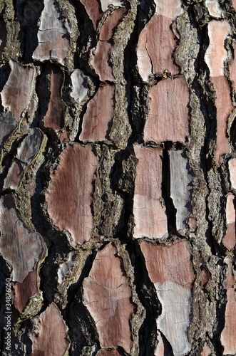 Ecorce d'arbre