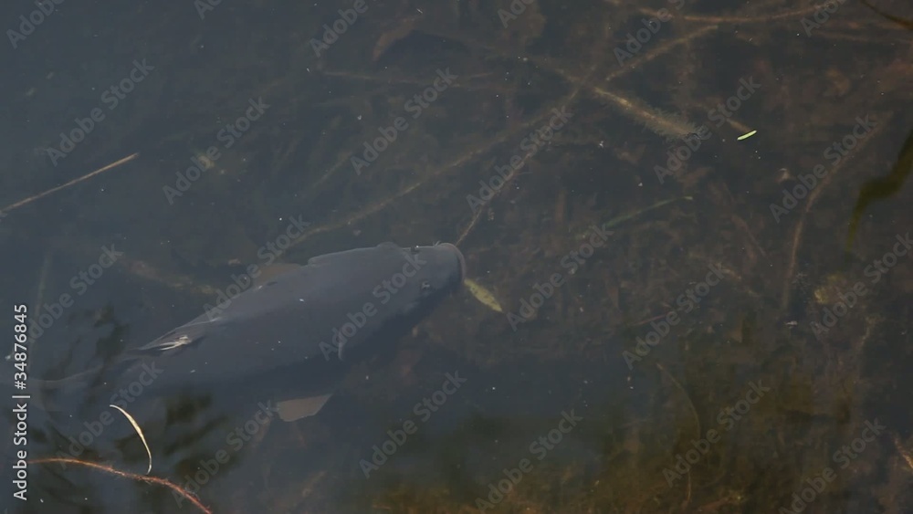 poissons et carpe dans étang poissons et carpe dans étang