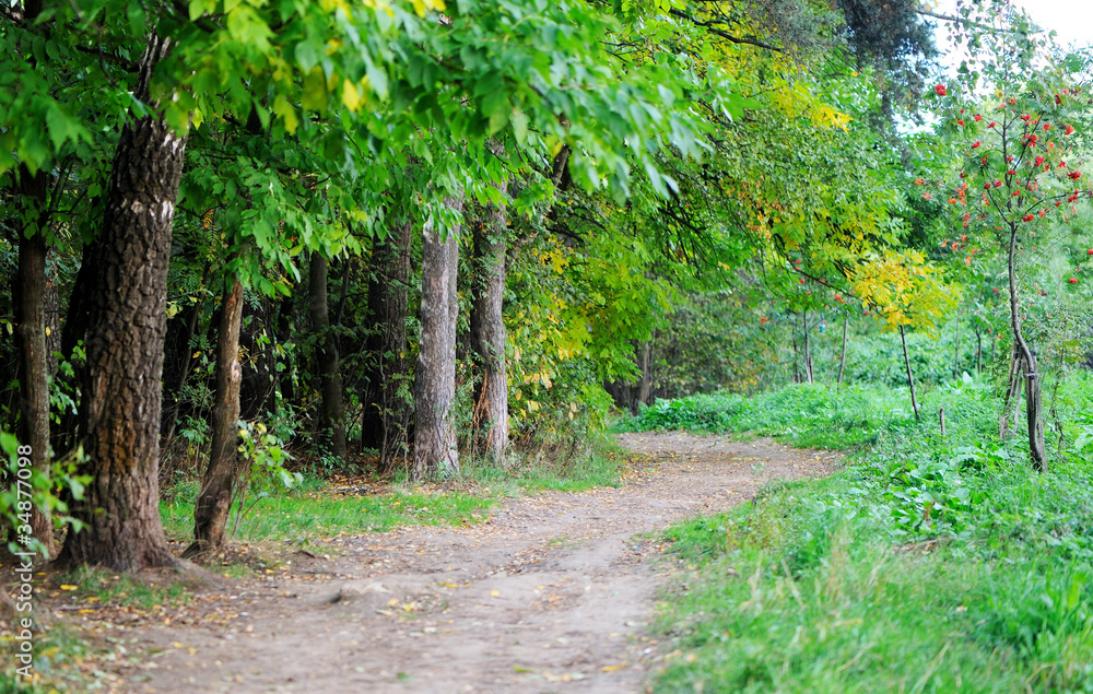 Fototapeta premium A path running through autumnal forest