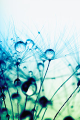 Fotobehang Paardenbloem met waterdruppels Macro plantenzaadjes met waterdruppels  © hoboton