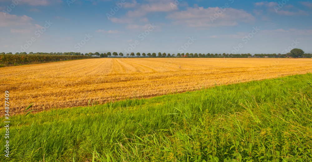Dutch cornfield just after harvesting