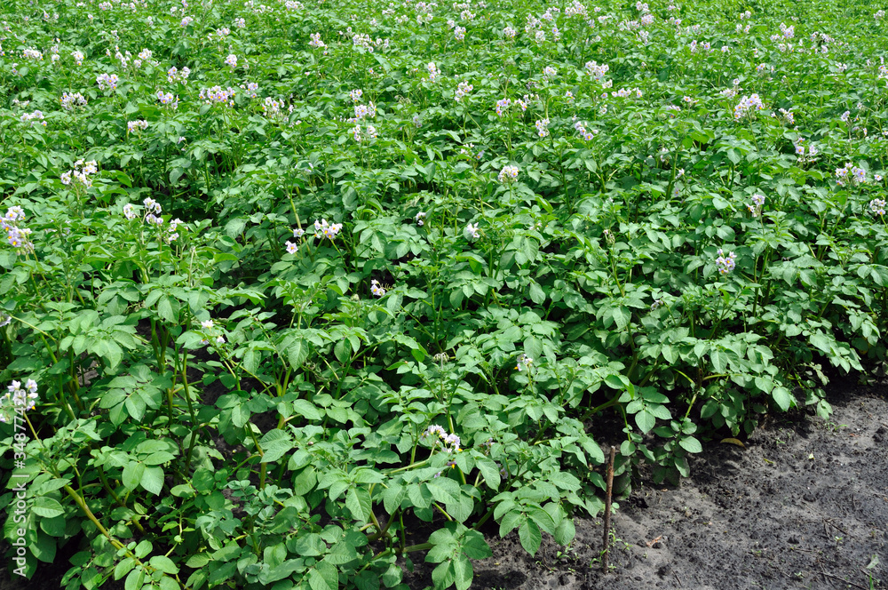 field of the blooming potato