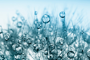 Fotobehang Paardenbloem met waterdruppels Macro zaadpluizen met dauwparels  © hoboton
