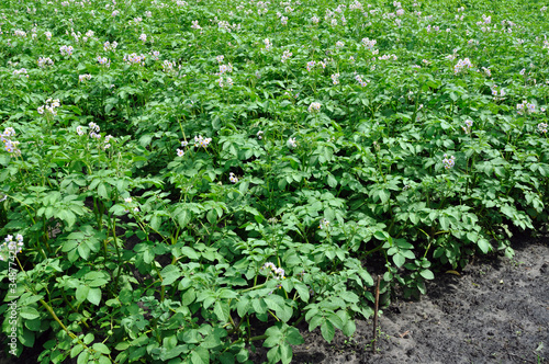 field of the blooming potato