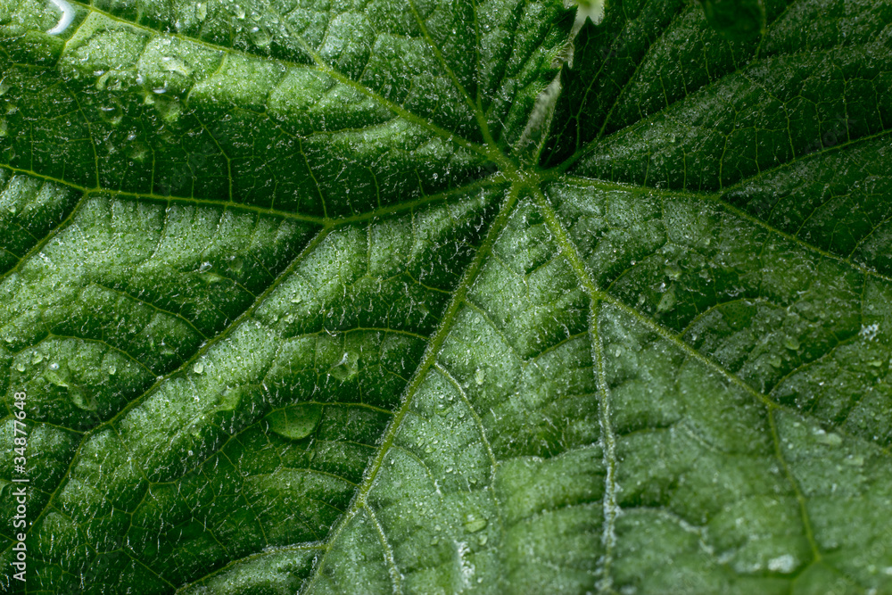 Cucumber's leaf of a plant closeup. Macro. Cucumber's leaf of a plant closeup. Macro.