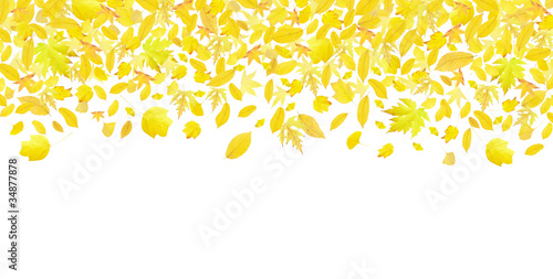 Falling yellow autumn leaves