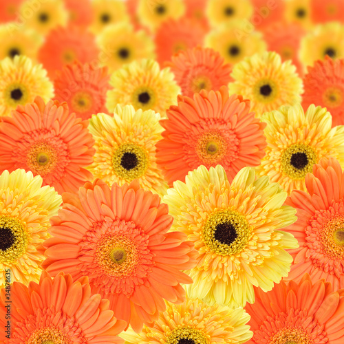 Orange and yellow daisy background