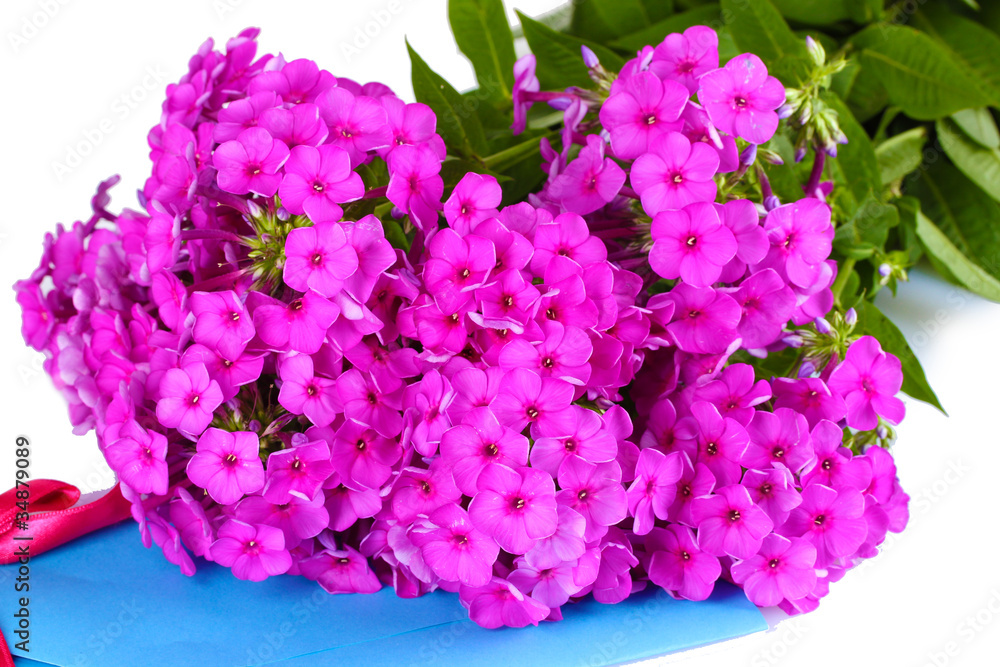 bouquet of phlox isolated on white bouquet of phlox isolated on white