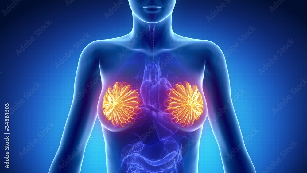 Female BREAST anatomy in blue x-ray loop Female BREAST anatomy in blue x-ray loop