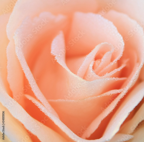 Fotografie Rose bud