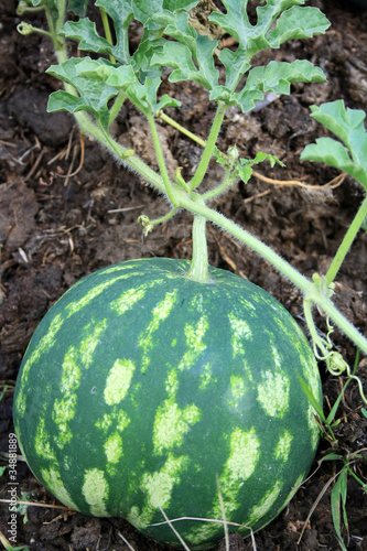The water-melon grows