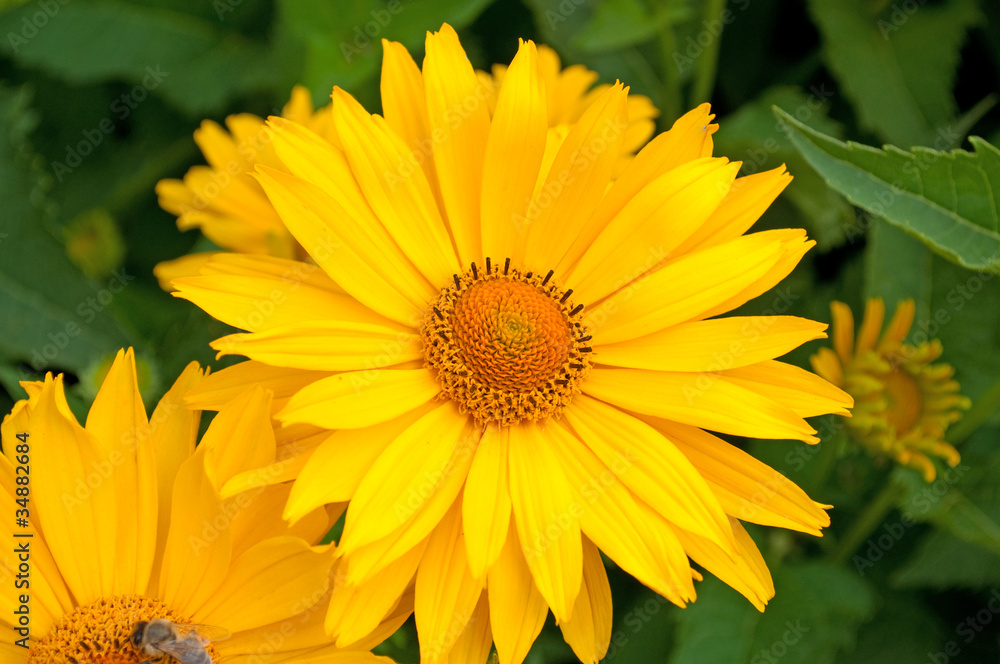Obraz premium Sonnenaugen - Heliopsis