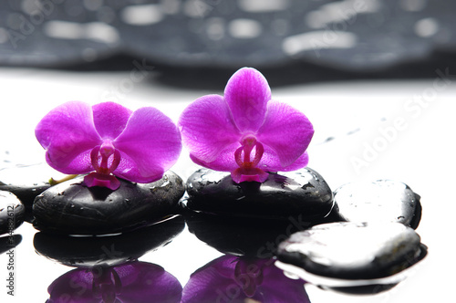 Two orchid and black stone with reflection