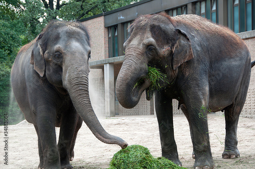 słonie w zoo
