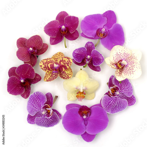 Set of colorful orchid