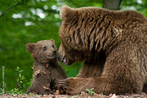 Canvas-taulu Brown bear and cub